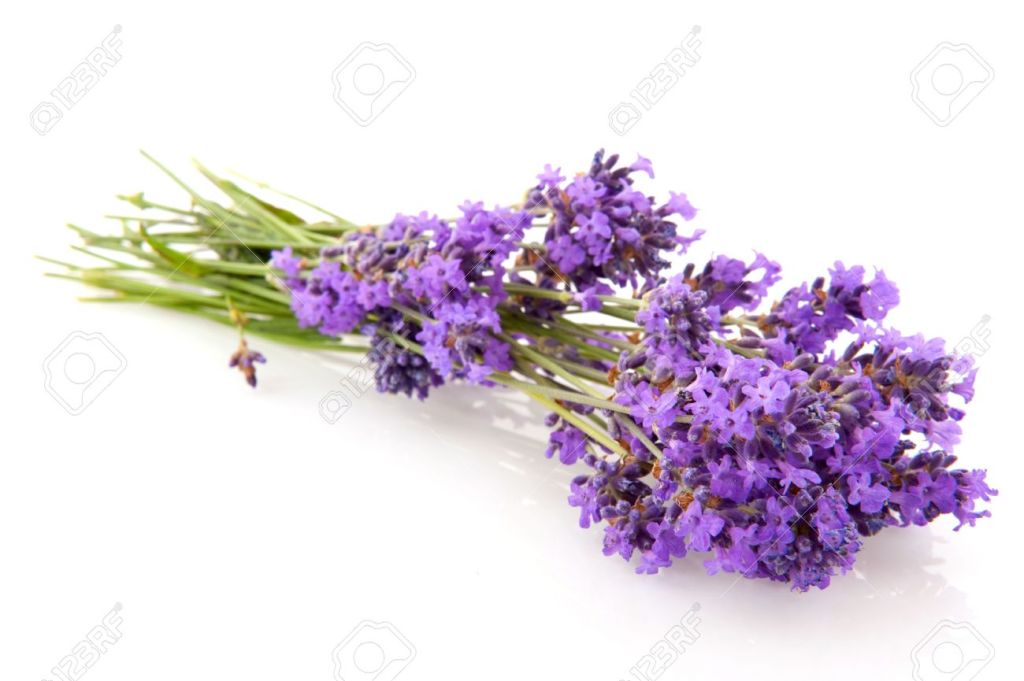 5199378-bouquet-lavender-flowers-isolated-over-white-stock-photo
